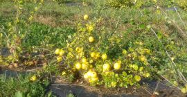 Los agricultores de Letonia venden membrillo japonés orgánico fresco