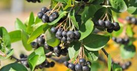 Chokeberry orgánico, fruta recolectada a mano. Perfecto para jugos