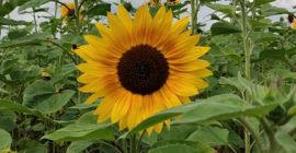 Buenos días :) Ofrezco flores de girasol de mi