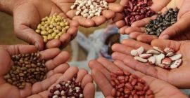 Granos de calidad de los campos de Ucrania. Entrega