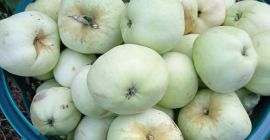 Venderé manzanas antonówka, calibre 6-12