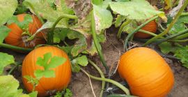 Calabaza tipo Halloween. Forma redonda. Oro - color naranja