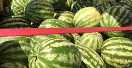 Sandía a la venta a granel, 24 toneladas, origen