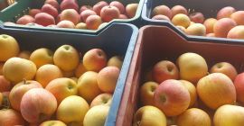 melocotón, membrillo, nectarinas de temporada, seleccionado por el equipo