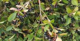 Hola. Venderé aronia fresca. Cultivado sin pulverizar ni fertilizar.