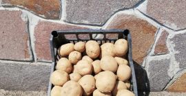 INGLÉS: Vendemos las mejores patatas en Italia de 2