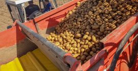 Patatas a la venta Belana, Princess, Cilena Clasificadas o