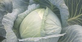 Hola. Venderé repollo blanco, variedades de ambrosía, perfectas para