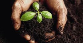 Siéntase libre de contratar semillas agrícolas: centeno, festuca, timothy,