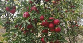 Tenemos huertos establecidos por nosotros con variedades de manzana: