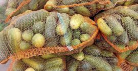 Venderé grandes cantidades de pepino hasta 16 cm y