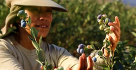 Ponemos a su disposición arándanos peruanos para exportación de