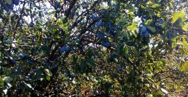 Vendo ciruelas pasas de la variedad Stanley con excelente