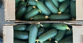 Venderé pepinos de invernadero con espigas de Bielorrusia. Solo