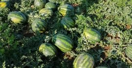 ¡Damas y caballeros! Somos una pequeña empresa familiar en