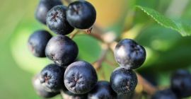 Aronia a la venta. Mano arrancada. No fertilizado artificialmente.