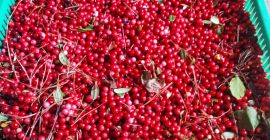 Hola, Vendo cantidades al por mayor de arándanos rojos