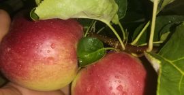 Manzanas de diversas variedades.