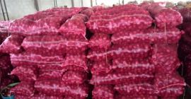 Cebolla roja / amarilla / blanca a la venta