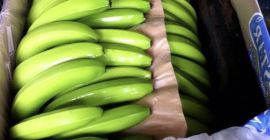 Bananas frescas Cavendish a la venta contáctenos para más