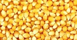Precio medio del maíz amarillo a partir de 157