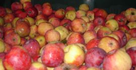 Manzanas REMO ecológicas para la industria, Para cooperación, contáctenos