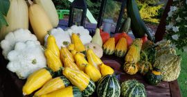 Venderé una gran cantidad de hermosas calabazas frescas adecuadas