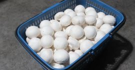 Descripción Champiñón fresco Número de modelo Champiñón Champiñón Especificación