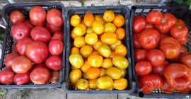Venderé tomates de campo - redondos, lima - grandes