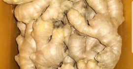 El jengibre se puede usar recién secado como polvo