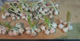 Ofrezco ajo de primavera Jarus de mi plantación orgánica