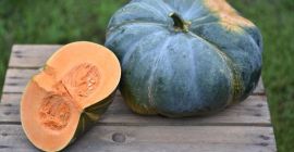 Tengo diferentes variedades de calabazas comestibles en cultivo sin