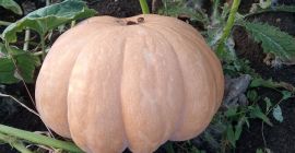 Moscatel Provads, matilda