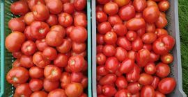 Venta de tomates molidos redondos y lima (ovoide). Tomates