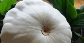 Vende calabazas patisson de la horticultura orgánica local en