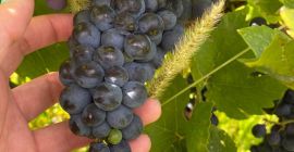 Vendo uvas PINOT NOIRE y MERLOT para vino de