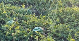 Melones con corazón rosa, 5-12 kg