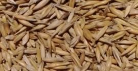Hola. Venderé buena avena en una cantidad de unas