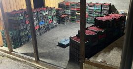 Los arándanos y los arándanos están a la venta