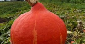 Venderé calabazas hokkaido, orgánicas y certificadas. Bonito color, sin