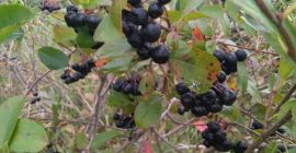 Siéntase libre de comprar fruta chokeberry. Se rasga de