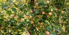 Vendemos manzanas industriales orgánicas en grandes lotes. Cantidad disponible: