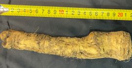 Ofrecemos rábano picante sin lavar clasificado para la venta