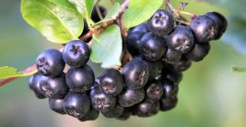 Aronia de cosecha propia en venta. No se utilizaron