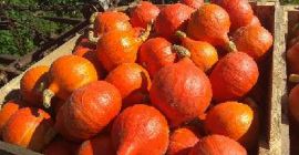 Venderé una calabaza hokkaido de hermosos colores.