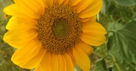 Venderé girasoles decorativos cortados a precio de flor a