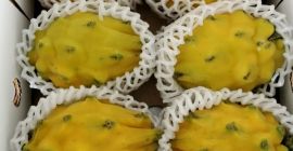 Pitahaya amarilla y roja orgánica de exportación con certificados