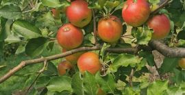 Manzanas de diferentes variedades, Idared, Jonathan, Generos, Florina, doradas.