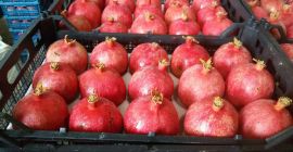 Estimados señores, somos una empresa comercial en Irán. Tenemos