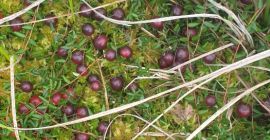 Arándano del pantano para la venta.